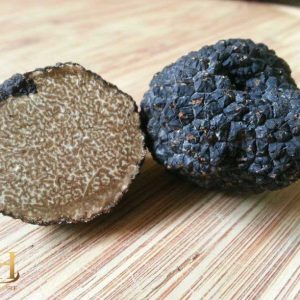 Tuber aestivum var. uncinatum ( Burgundy Truffle) 02