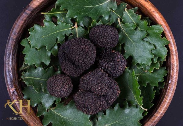 Summer Black Truffle (Tuber Aestivum) 01