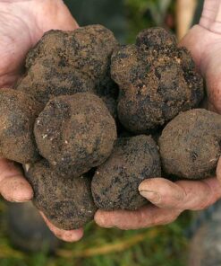 Tuber Macrosporum Smooth Black Truffle