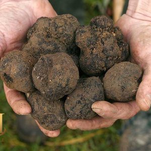 Smooth Black Truffle or Tuber Macrosporum 01