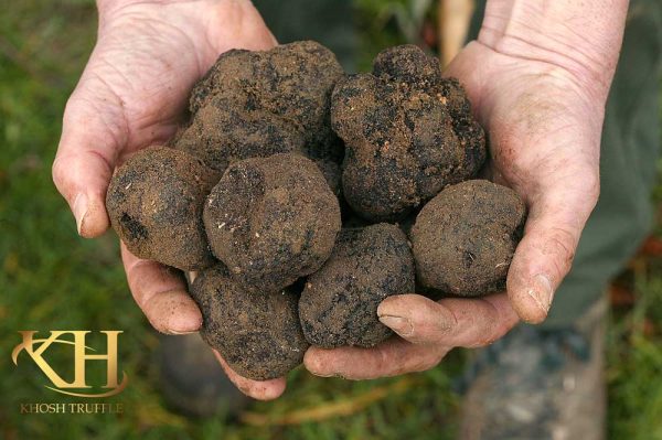 Smooth Black Truffle or Tuber Macrosporum 01