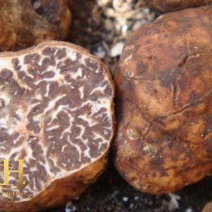 Tuber Borochii (Bianchetto Truffle) 01