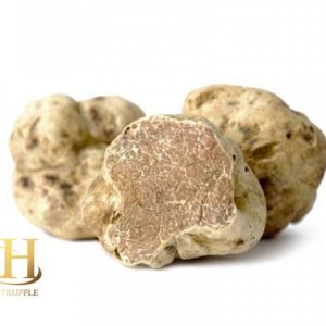 Tuber magnatum (White Truffle) 01