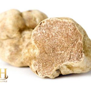 Tuber magnatum (White Truffle) 02