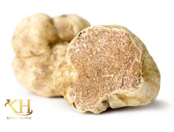 Tuber magnatum (White Truffle) 02