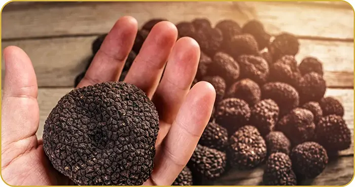 Assessing Truffle black Quality