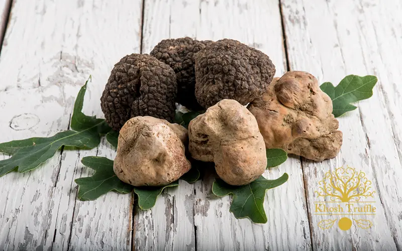 Common types of truffle mushrooms