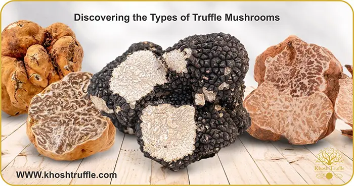 Discovering the Types of Truffle Mushrooms