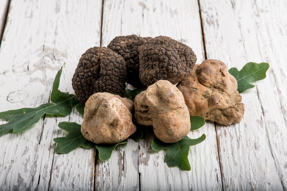 Common types of truffle mushrooms – Khosh Truffle