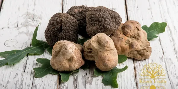 Common types of truffle mushrooms