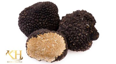 Tuber Brumale Winter Truffle